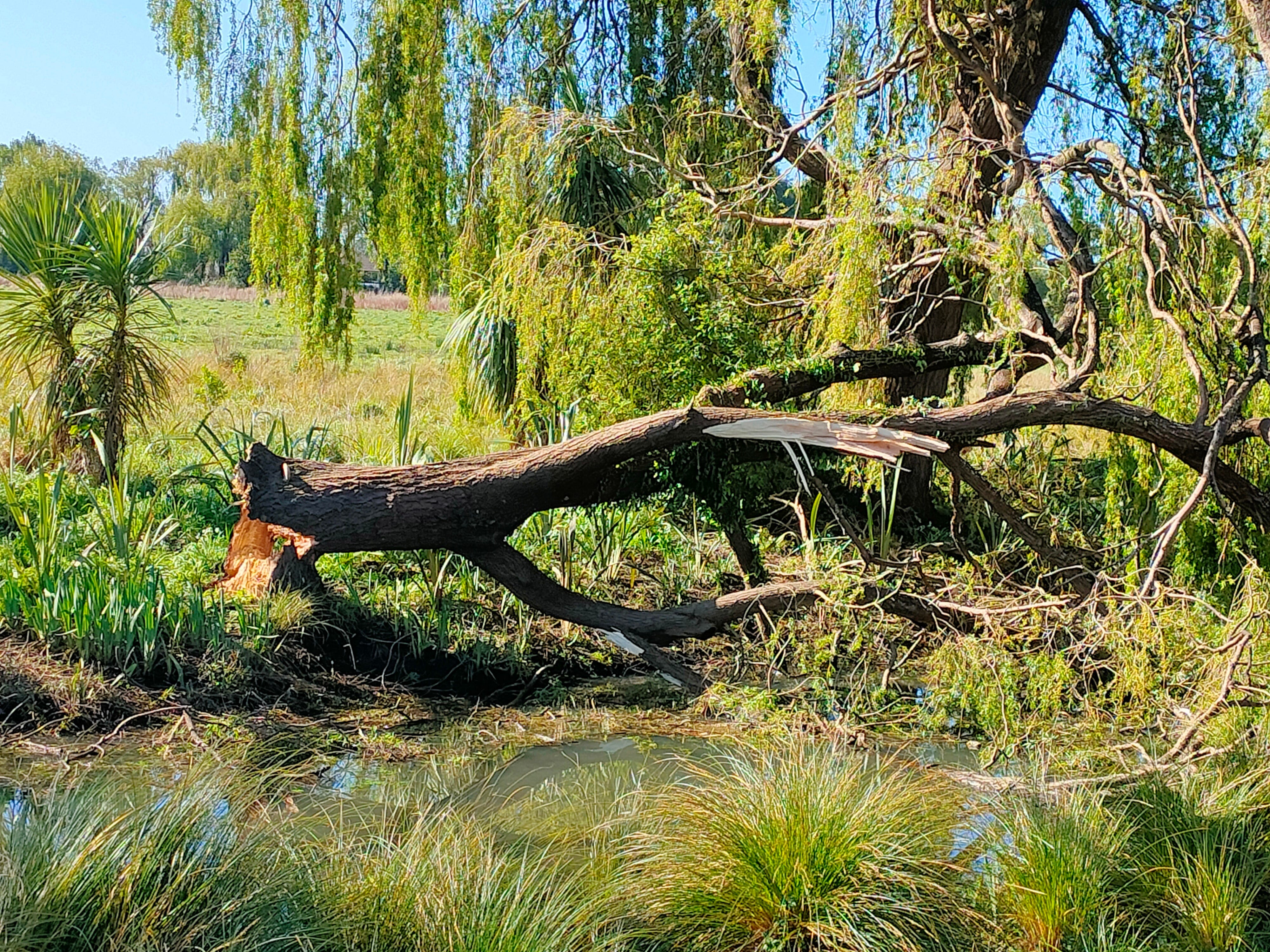 On the other side of a swollen stream is a willow tree, the trunk snapped just above the roots, showing bright, raw wood. Around and behind it is spring greenery and cloudless blue sky.