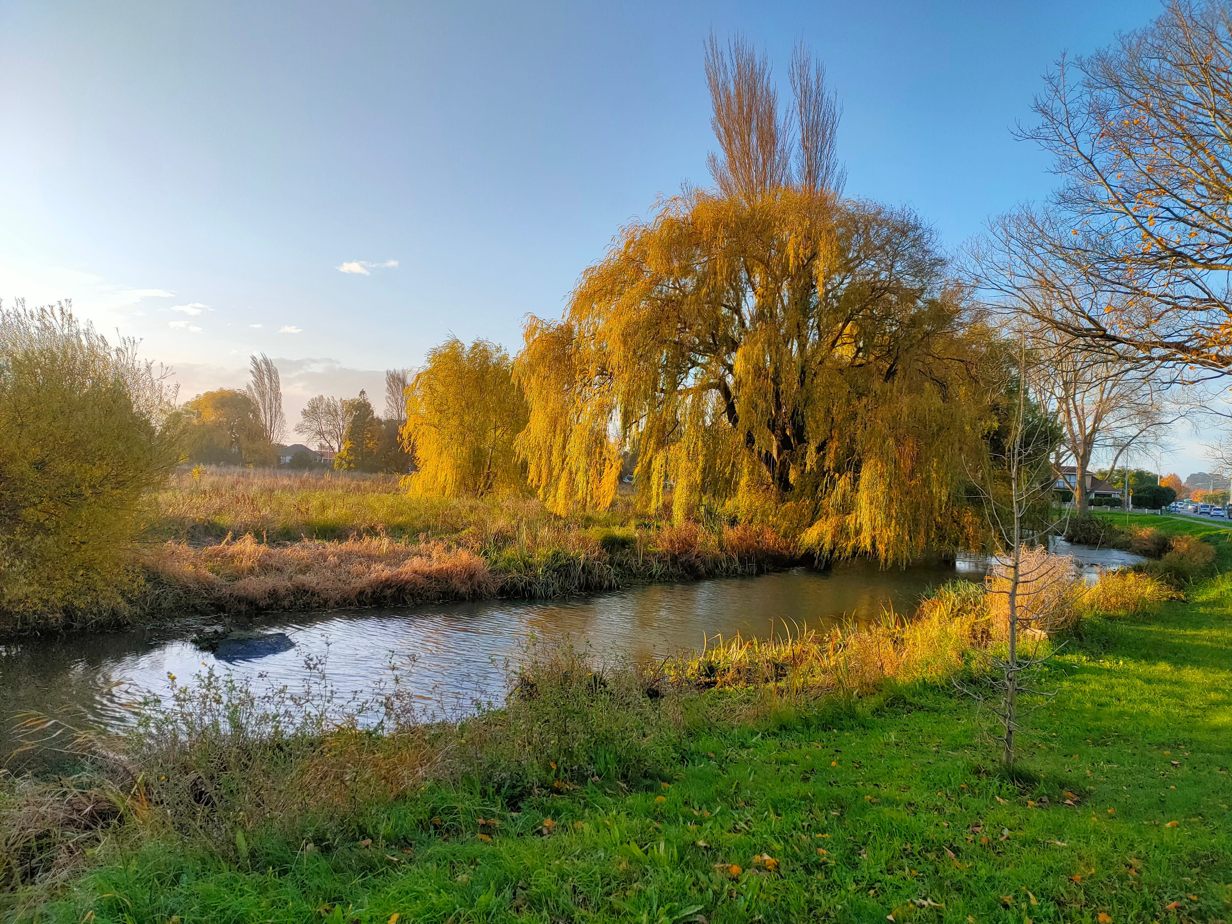 A selection of yellowing trees around an overgrown field. Golden light is coming from the left side of the frame, and the sky is a pale blue. In the foreground, there is a small river between the viewer and the trees, with lush green grass at the very front.